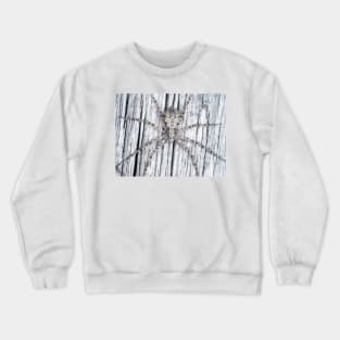 Philodromidae - running crab spider Crewneck Sweatshirt